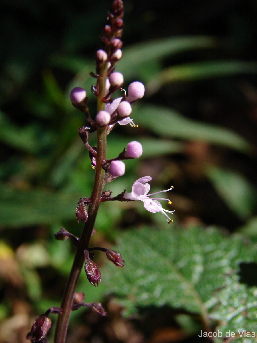 Plectranthus gardneri Thwaites